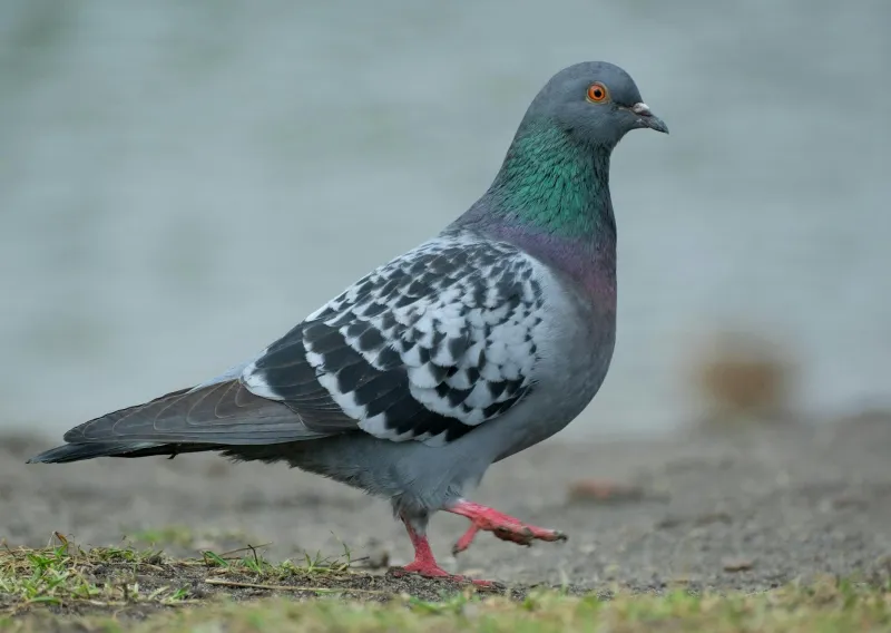 The Bird That Flew Through Hell and Saved 200 American Soldiers