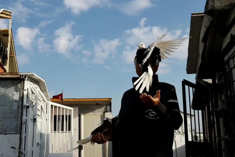 The One-Legged Pigeon That Saved 194 Lives and Started a Century-Long Museum Feud