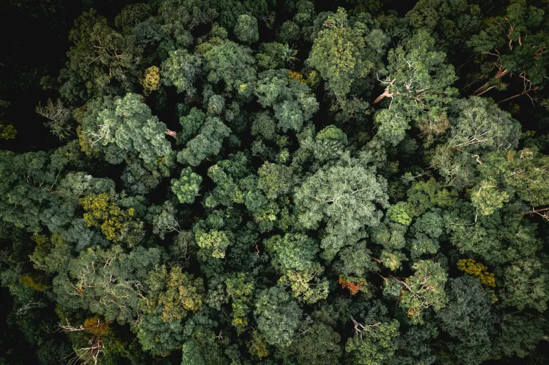 The Typo That Grew a Forest: How One Wrong Number Protected 800,000 Acres Nobody Meant to Save