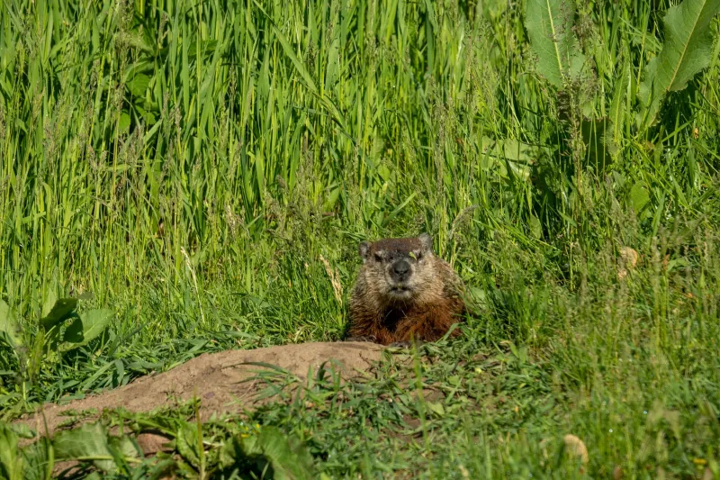 When a Furry Weather Prophet Became Pennsylvania's Most Protected Citizen