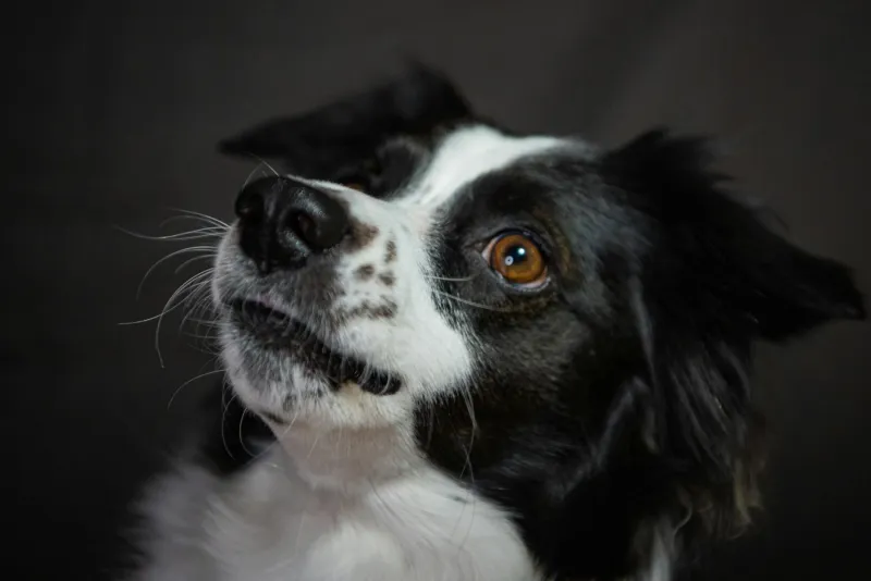 The Four-Legged Witness Who Changed American Courtrooms Forever